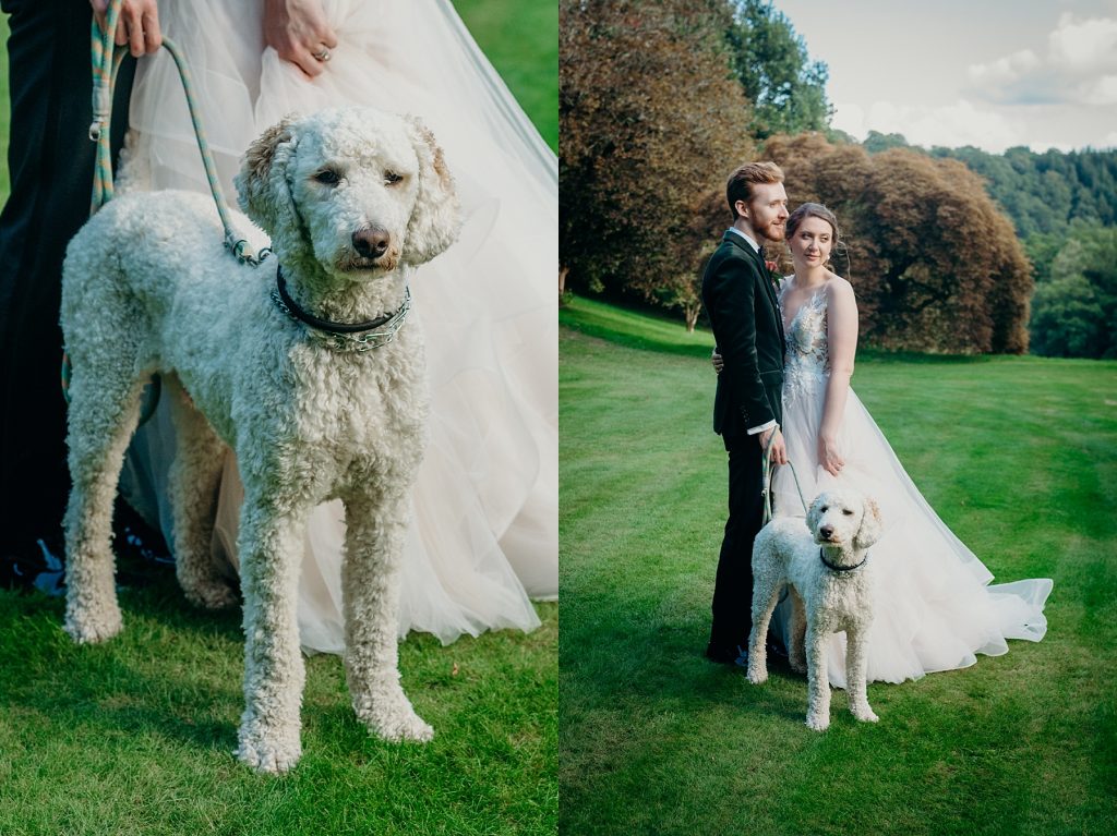 Hotel Endsleigh dogs