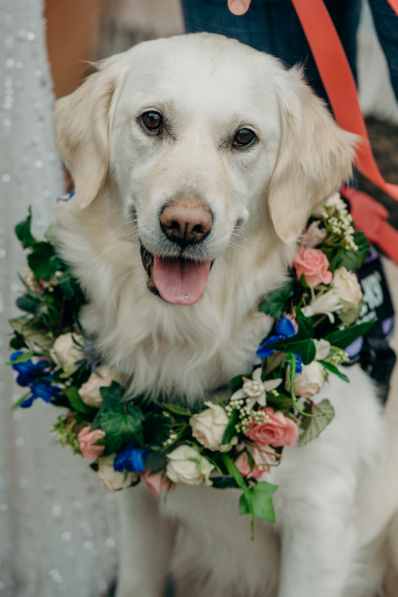 dogs at weddings