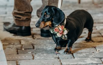 Dogs at Weddings