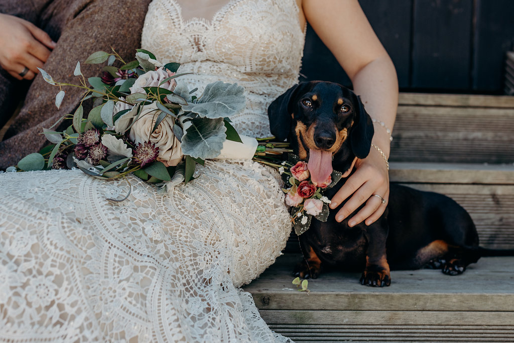 dogs at elopement