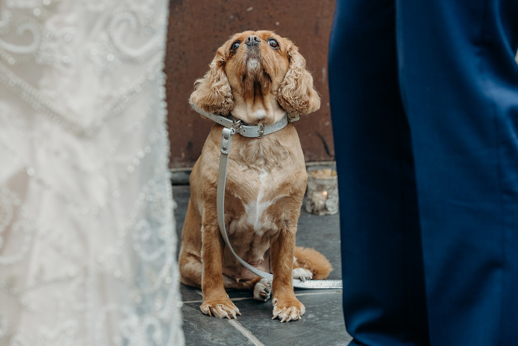 dogs at weddings