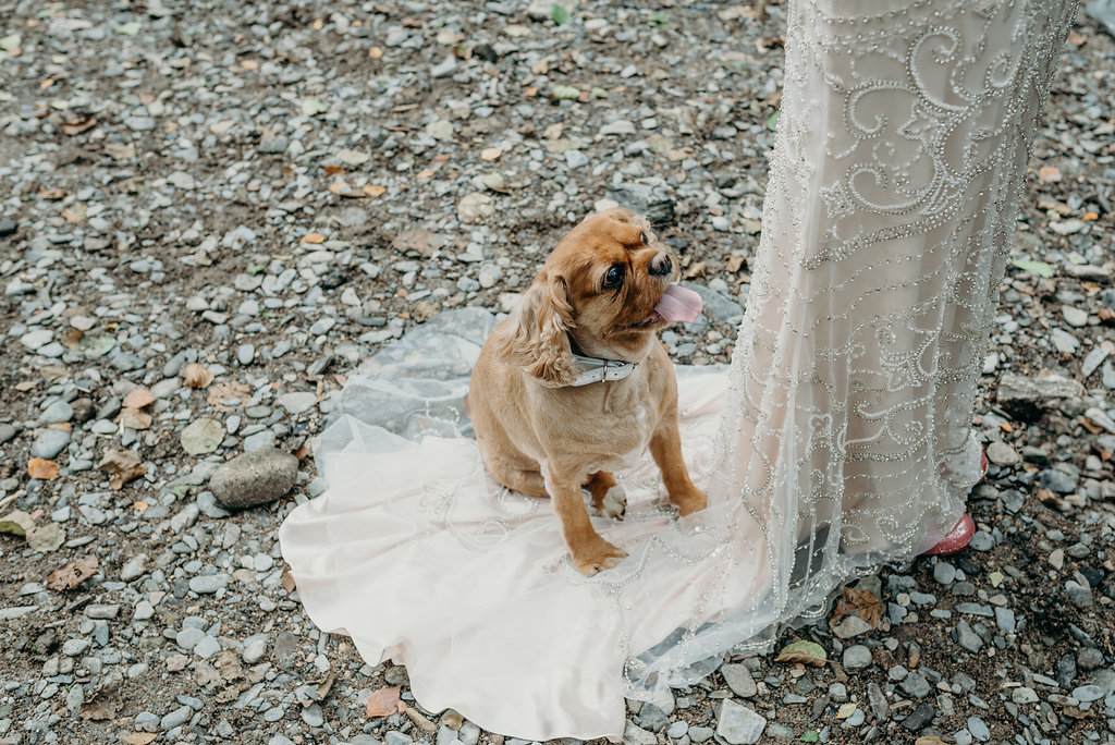 dogs at weddings